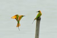 142 - COUPLE OF BEE EATER - ADHIKARY SUBRATA - india